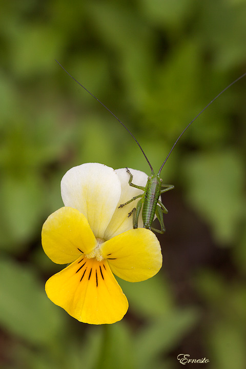 Viola tricolor / Viola del pensiero